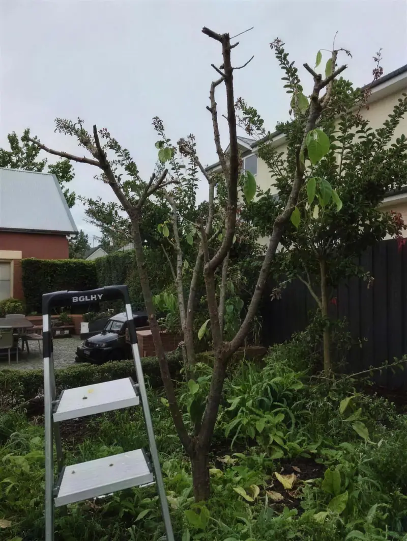 Ornamental tree pruned by Garden Grit horticulturist in Magill, Adelaide, with clean formative cuts and a step ladder in the garden